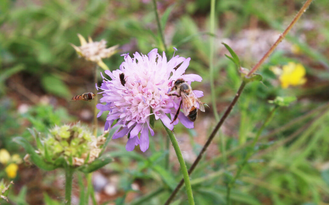 Kein böser Kampf: Wie sich Honig- und Wildbienen ergänzen