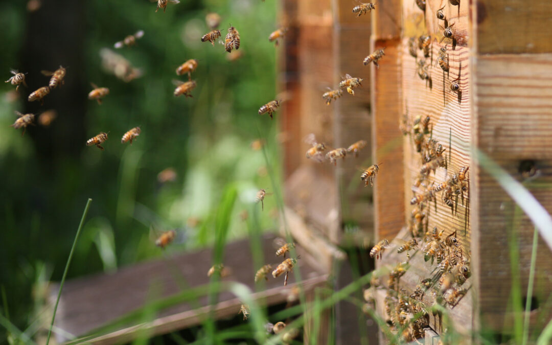 Fette Bienen leben länger